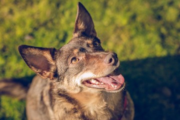 Close up portrait of cute brown orange dog, mixed breed, sitting on green grass looking up, open mouth, pink tongue, sunny day in a park, blurry background