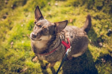 Close up portrait of cute brown dog, mixed breed, red dog collar and leash on, sitting on green grass looking up, sunny day in a park, blurry background