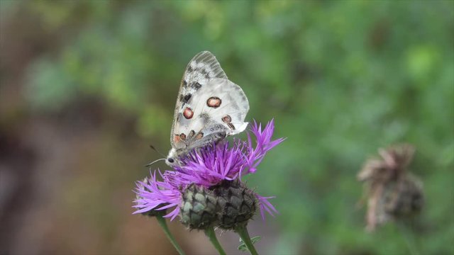 Mosel-Apollo (Parnassius apollo vinningensis) auf Flockenblume bei Valwig 