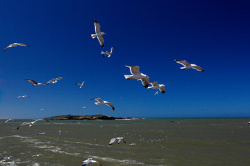 Marokko, Essaouira, Atlantik, Kueste mit Moewen
