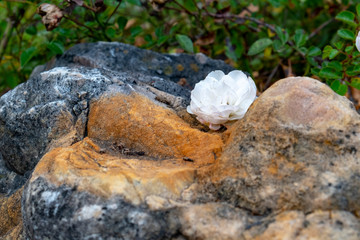 white rose between red brown stones