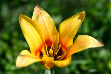 Fototapeta premium Yellow tulip in a garden seen from above