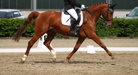 Horse dressage at trot during the limbo, photographed in the exam from the side.. - obrazy, fototapety, plakaty