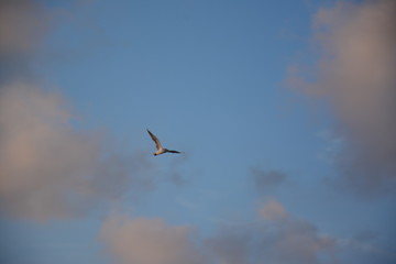 seagull in flight