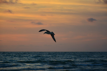 Fototapeta na wymiar seagull in the sunset