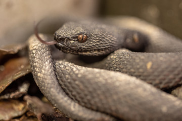 Small Mangrove Pit Viper, Trimeresurus purpureomaculatus, resting by the boardwalk railing.