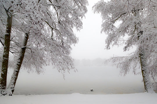 the trees in snow nearby the frozen lake