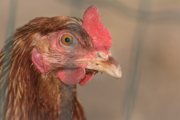 Portrait of young brown chicken