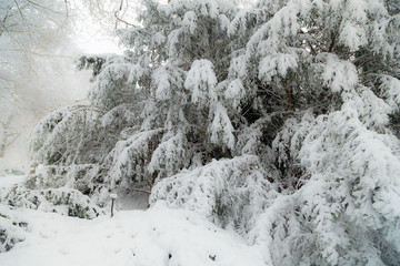the trees in snow nearby the frozen lake