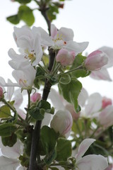 Fruit tree in blossom