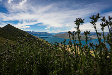 beautiful New Zealand alps during sunset on a summer day, amazing nature of new Zealand's east coast alps in summer, New Zealand landscape photography, great landscape image