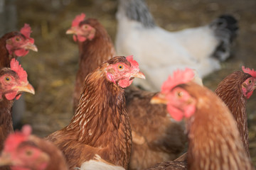 Portrait of young brown chicken.