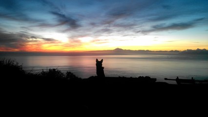 Silhouette Hund Sonnenuntergang am Meer