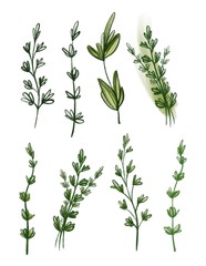 set of herb