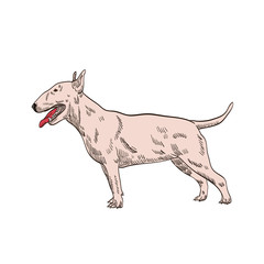 pedigree dog bull bull terrier,terrier white