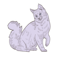 pedigree exotic grey cat