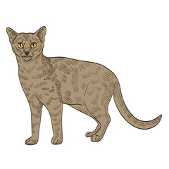 pedigree exotic catpedigree exotic beige cat