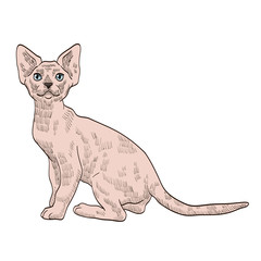 pedigree exotic beige cat