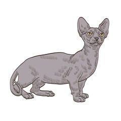 pedigree exotic grey cat
