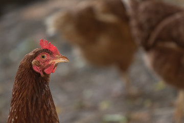 Portrait of young brown chicken