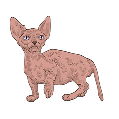 pedigree exotic beige cat