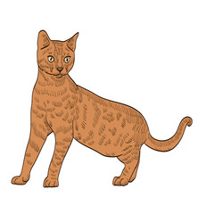 pedigree exotic orange cat