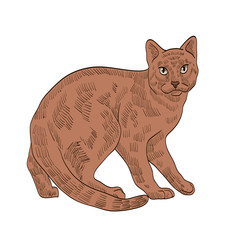 pedigree exotic brown cat