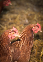 Portrait of young brown chicken.