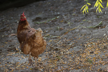 Portrait of young brown chicken.