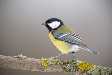 Great tit, parus major, in winter sitting on a perch covered with yellow moss. Garden bird near...