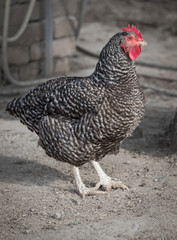 Speckled chicken in the garden in the autumn day.
