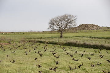 Feld auf Kreta