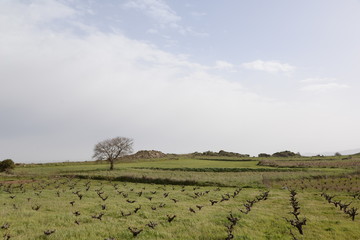 Feld auf Kreta