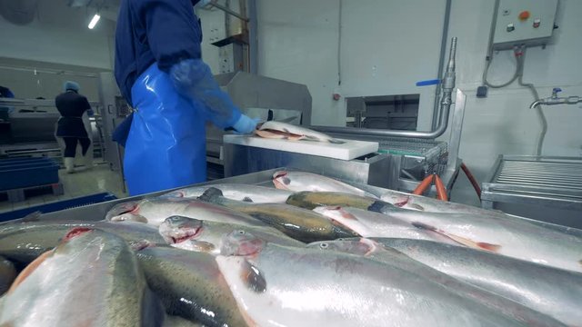 Fish plant worker cutting fish on a conveyor, close up.