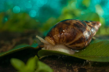 Macro white snail Achatina