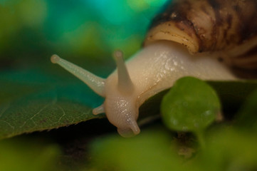 Macro white snail Achatina