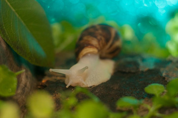Macro white snail Achatina