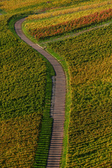 Obraz premium Weinberge im Herbst