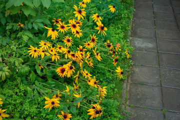 Rudbeckia blooms in a flower bed next to the paved path