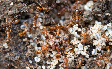 red ants