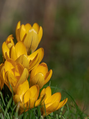 Fototapeta premium Bouquet of beautiful and delicate bloomed Yellow Mammoth Crocuses shining in the sun and growing between grass blades. Spring vibes. 