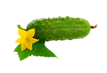 Fresh Cucumber with leaf and flowers isolated on white