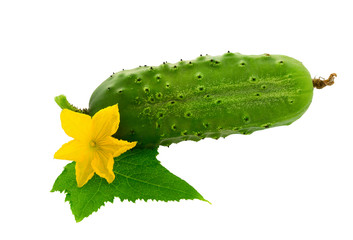 Fresh Cucumber with leaf and flowers isolated on white