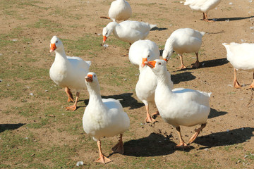 Flock of Czech geese running towards camera during sunny day