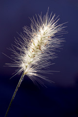 Spikelets close up, illuminated by the sun on a dark blue background