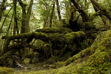 Fallen tree with moss growned on it