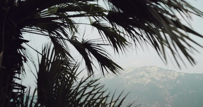 Closeup under a palm capturing video of a flying bird under a lake background mountain.