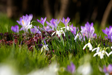 Frühlingserwachen