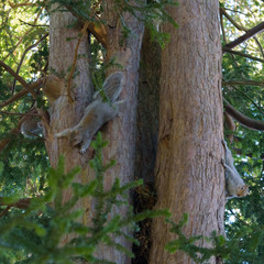 Three Grey Squirrels on a tree - one hiding, one moving and one still