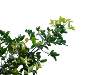 Tropical tree leaves with branches growing in botanical garden on white isolated background for green foliage backdrop 